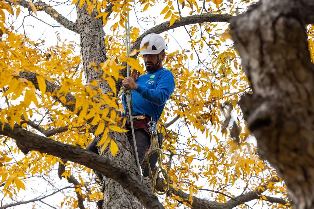 Skilled Dead Tree Removal crew working in Salina